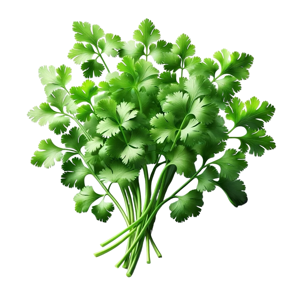 Coriander