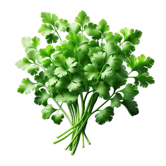 Coriander