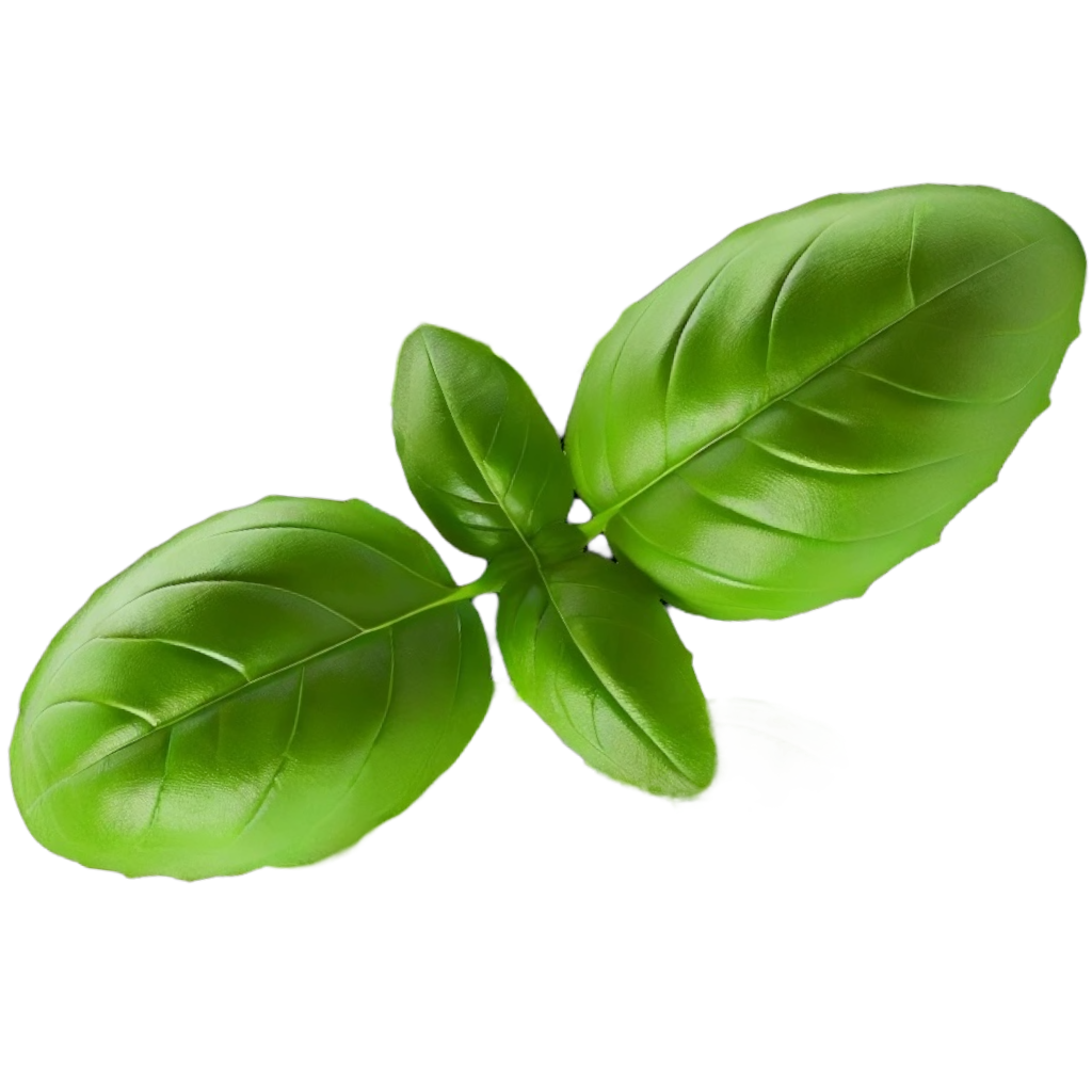 Basil Leaves