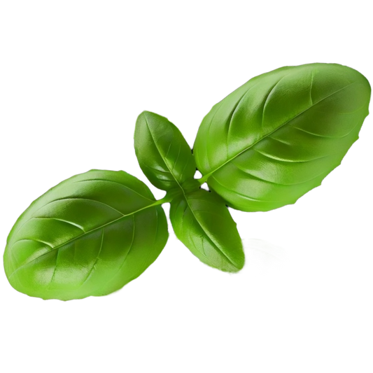 Basil Leaves