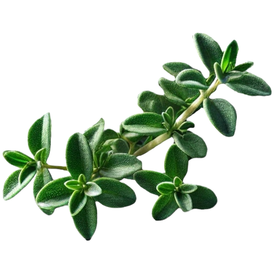 Thyme leaves